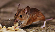 24 Hour & Emergency Exterminators in Manchester, TN